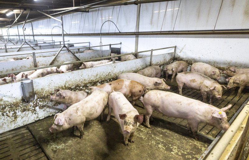 Experimenteerhok met intacte varkensstaarten.
