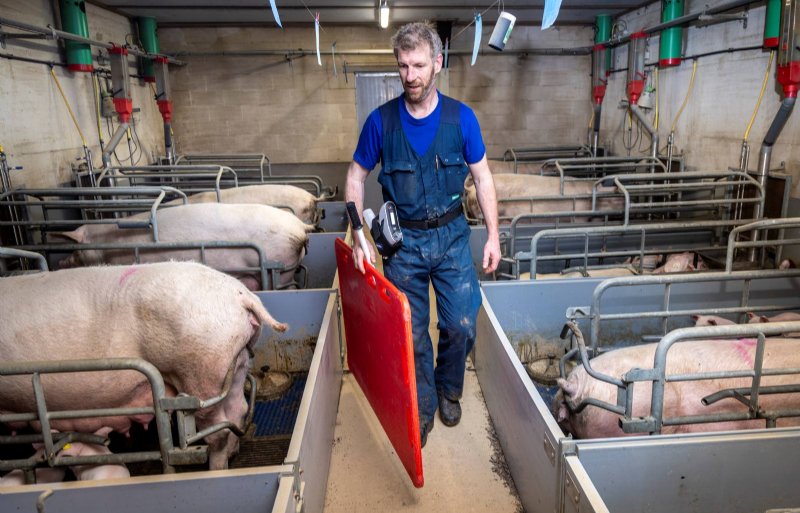 Niels de Rooij is gereed om drie weken oude biggen naaldloos te gaan vaccineren tegen mycoplasma en circo.