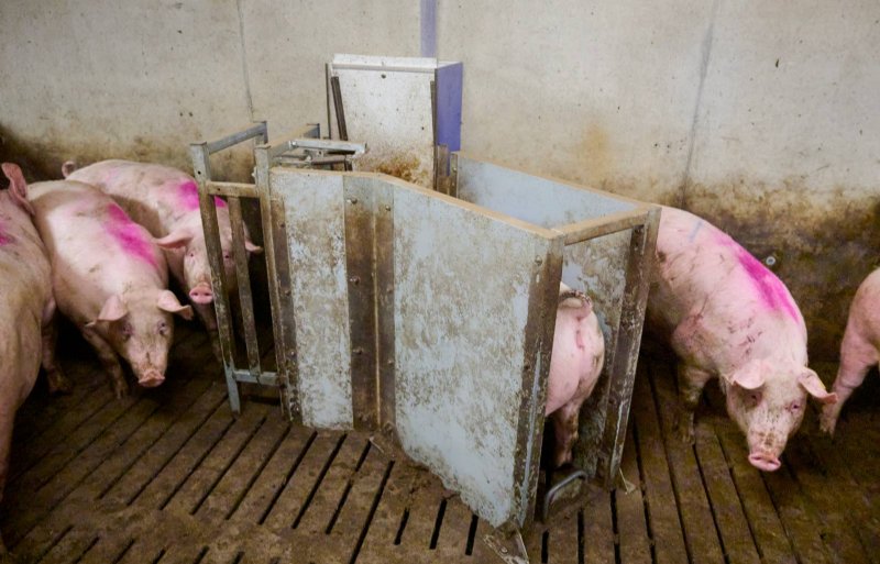 Het pre-learning-station van Ilmar is een uitgeklede versie van een voerstation. Er is geen ingangshek, wel is er een poortje bij de uitgang. De gelten leren vanzelf dat ze hier hun eten kunnen halen.