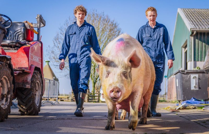Jochem en Adriaan van den Bogert nemen het biologische varkensbedrijf van hun ouders over.
