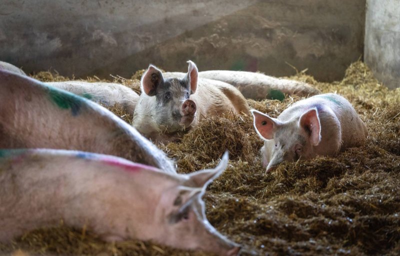 De varkens op het bedrijf van familie Van den Bogert zijn een rotatiekruising richting de TN70 van Topigs Norsvin.