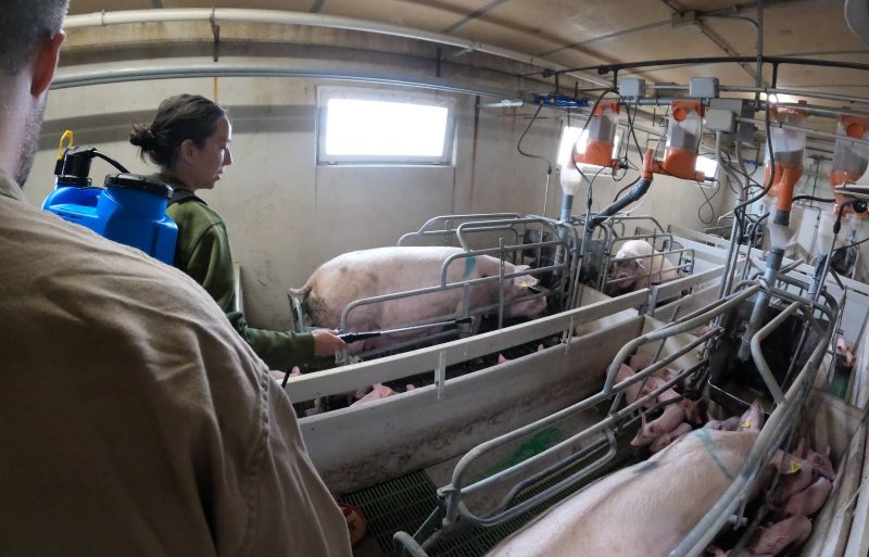 Als je de routine onder de knie hebt, kunnen de voorbereiding en enting in 10 tot 15 minuten gepiept zijn, stelt Jansen.