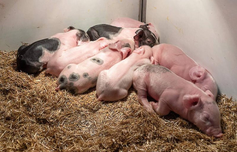 Zorg voor een goed microklimaat in het biggennest