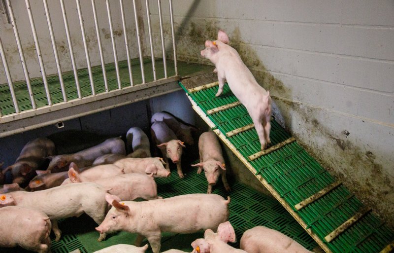 De ondernemers fokken Suisag-vermeerderingszeugen en schakelden over van het vier- naar het vijfwekensysteem.