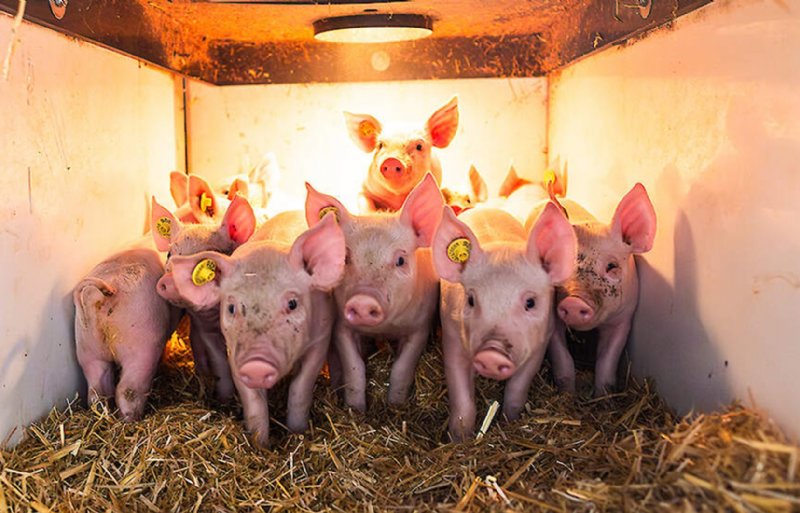 In het binnenhok heeft Van de Ven gezorgd voor een ruimte waar biggen onder de warmtelamp kunnen verblijven.
