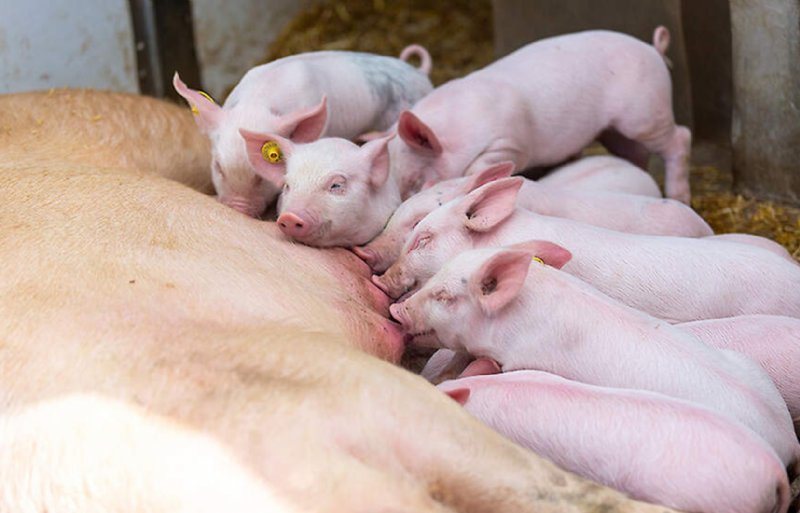 Op de Vennekuus blijven de biggen minimaal zes weken bij de zeug.
