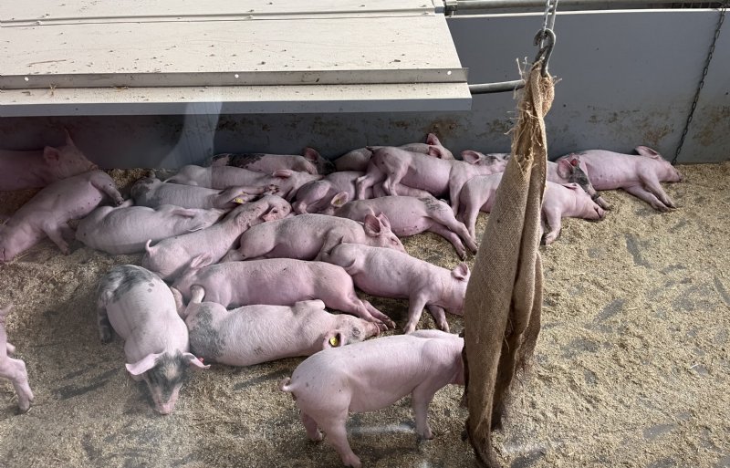 De meeste gespeende biggen in de wroetstal bij René Jansen liggen nu even heerlijk uit te rusten.