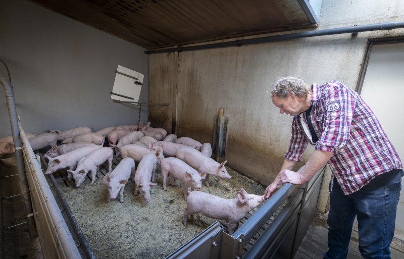 Rustig en met daglicht boven zich zoekt Vincent Holtmaat contact met zijn nieuwe koppel vleesbiggen.