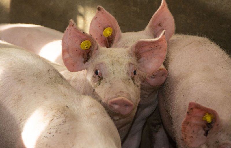 Jos Naalden heeft een gesloten bedrijf met 280 zeugen en 2.300 vleesvarkens in Bergen op Zoom.
